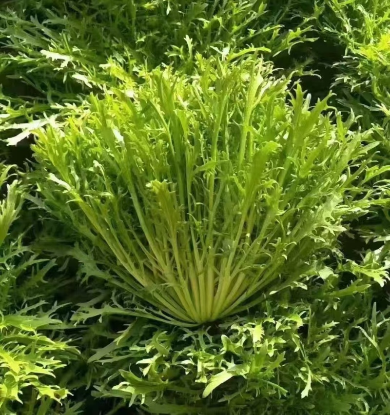 【苦菊】辽宁新民产地直供/现货量大/可全国发货/欢迎来电