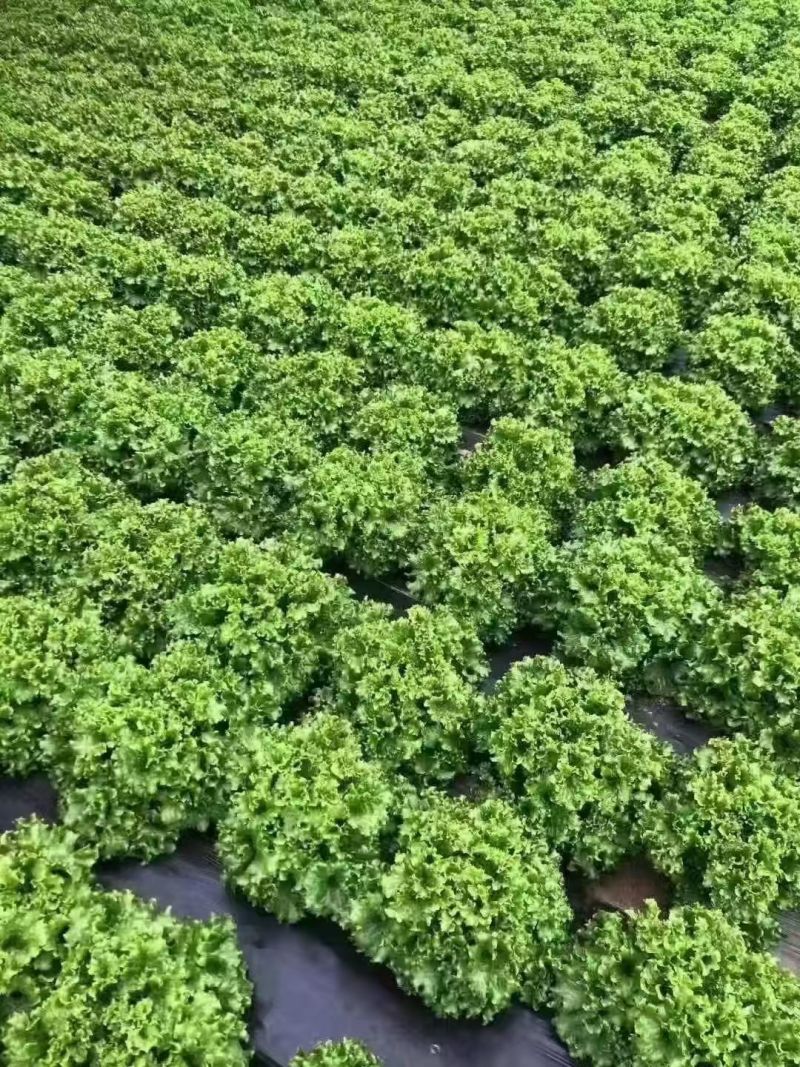 【苦菊】辽宁新民产地直供/现货量大/可全国发货/欢迎来电