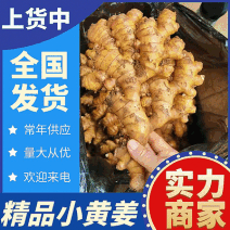 云南生姜小黄姜【市场货/电商货/加工厂】坏烂包赔全国发货