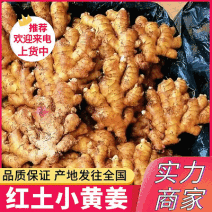 云南红土小黄姜（小黄二黄）坏烂包赔/原产地供应代发全国