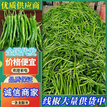 河南鲜辣椒【线椒】河南线椒产地一手货源现货供应