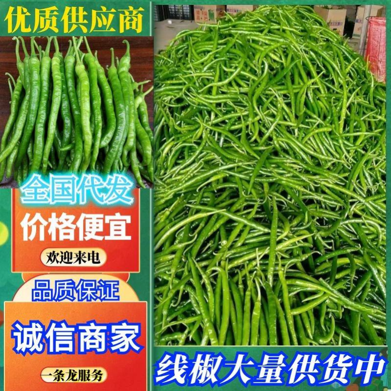 河南鲜辣椒【线椒】河南线椒产地一手货源现货供应