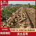 泰安沃土土豆货量大可以视频看货实地看货满意为止货量大署形好