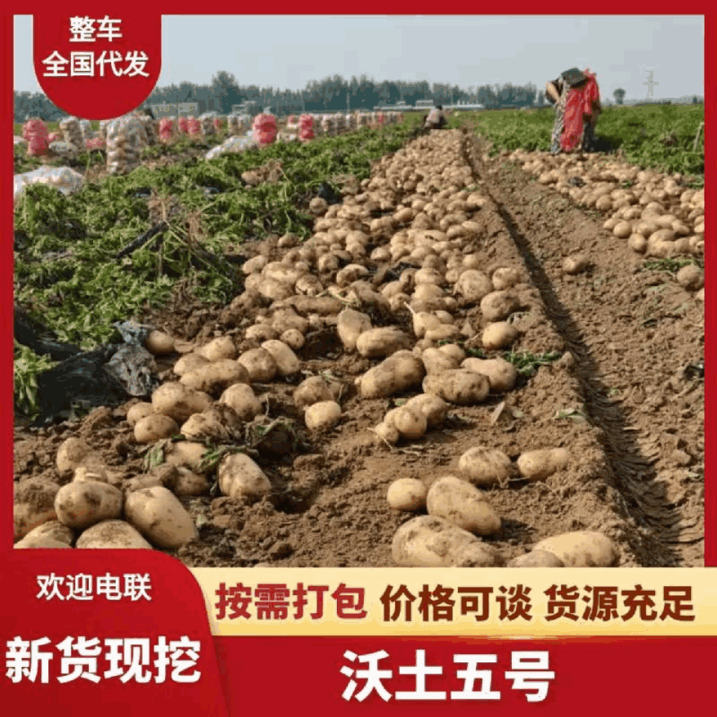 泰安沃土土豆货量大可以视频看货实地看货满意为止货量大署形好