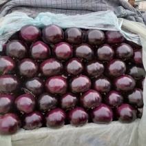 河北精品紫光圆茄品质保证价格优惠产地直发