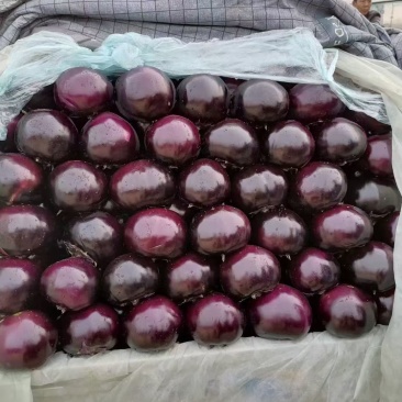 河北精品紫光圆茄品质保证价格优惠产地直发