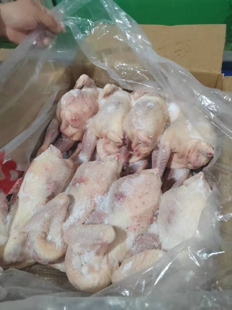 河南白条鸡价格优惠质量好走货快欢迎询价冻鸡量大从优热卖中