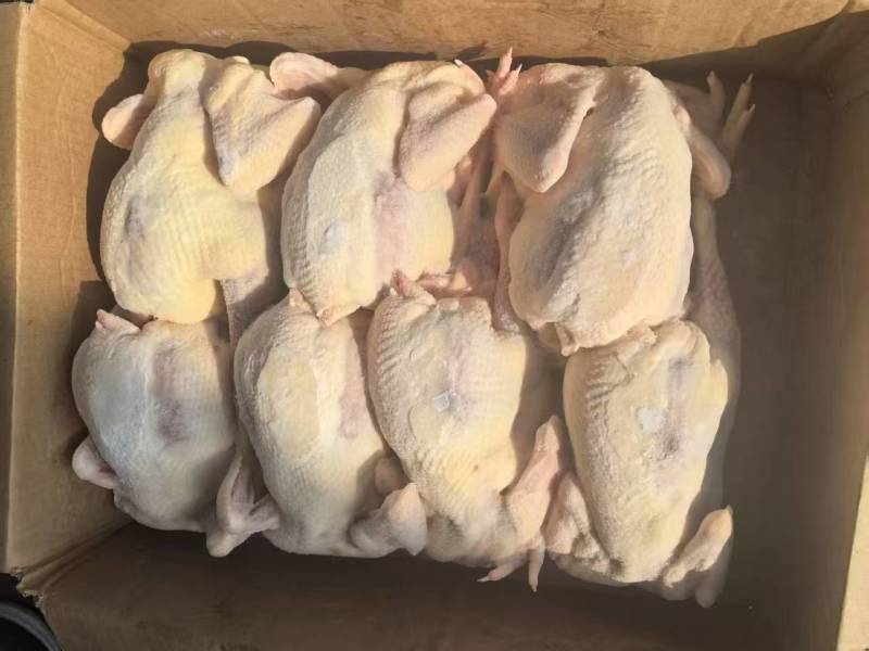 河南白条鸡价格优惠质量好走货快欢迎询价冻鸡量大从优热卖中