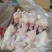 河南白条鸡价格优惠质量好走货快欢迎询价冻鸡量大从优热卖中