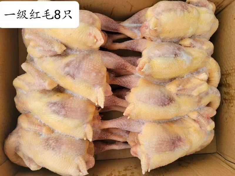 河南白条鸡走货全国量大从优新鲜上市冻鸡量大从优欢迎采购