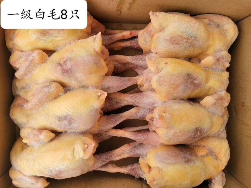 河南白条鸡新鲜上市价格美丽对接全国量大从优欢迎采购