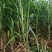 黄金甘蔗苗【广西农科院种苗】8个芽起步，基地自产直销