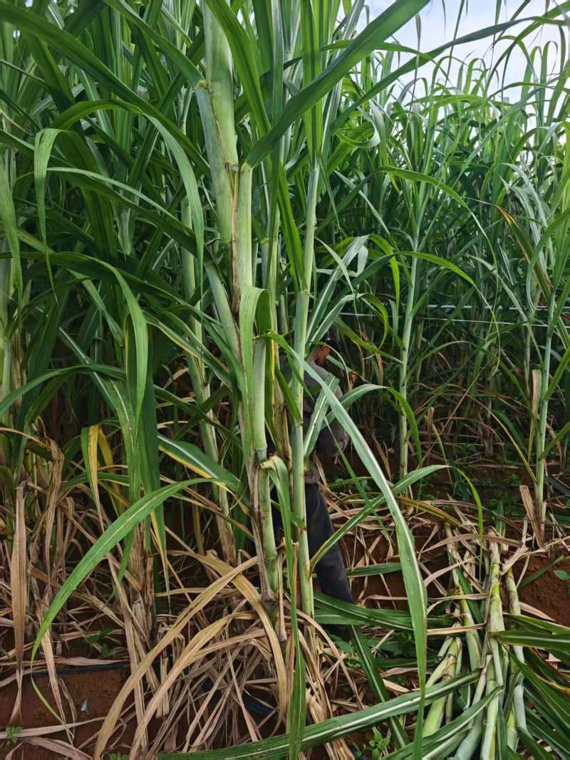 黄金甘蔗苗【广西农科院种苗】8个芽起步，基地自产直销