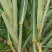 黄金甘蔗苗【广西农科院种苗】8个芽起步，基地自产直销