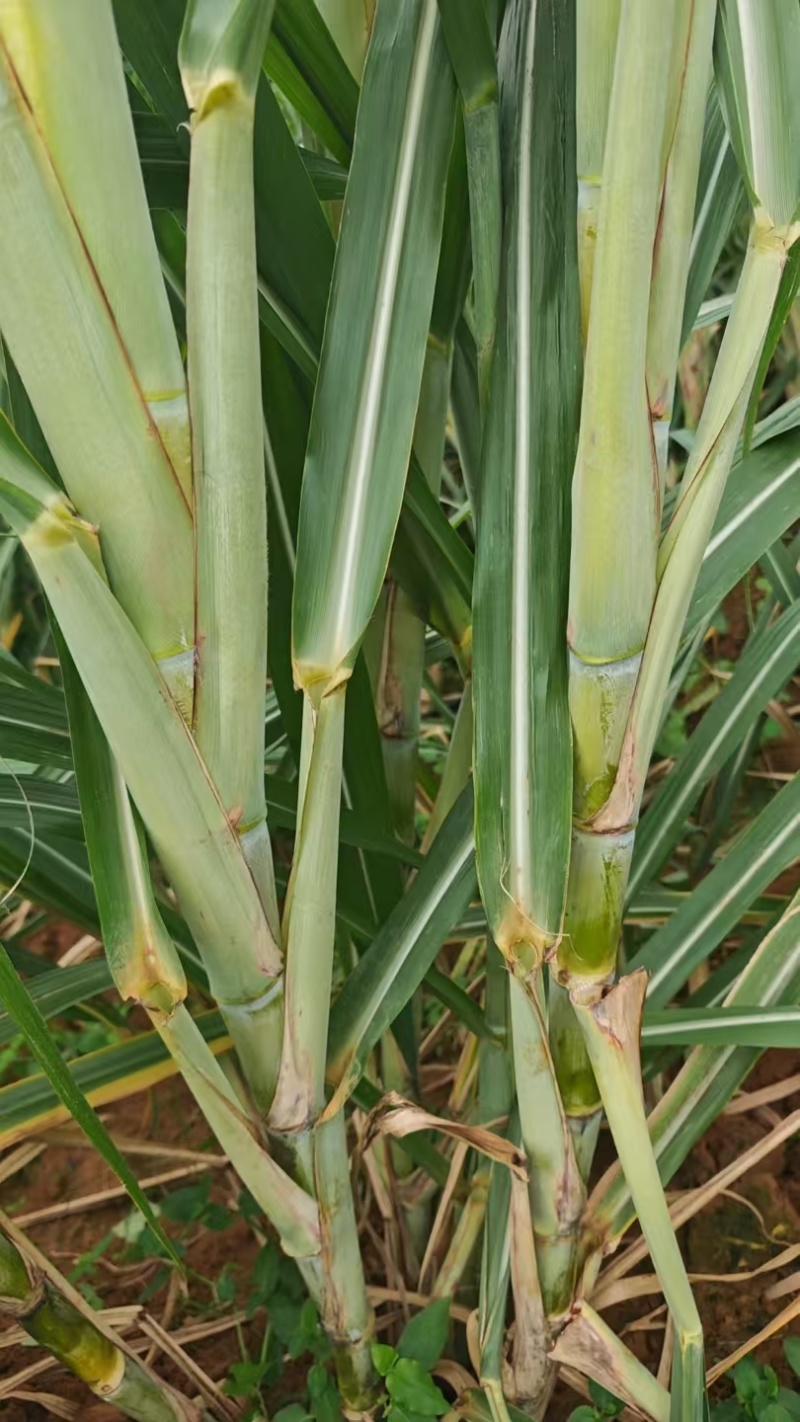 黄金甘蔗苗【广西农科院种苗】8个芽起步，基地自产直销
