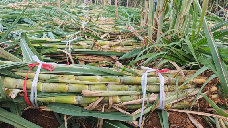 黄金甘蔗苗【广西农科院种苗】8个芽起步，基地自产直销