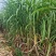 黄金甘蔗苗【广西农科院种苗】8个芽起步，基地自产直销