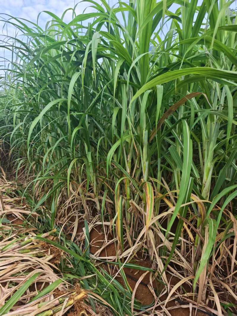 黄金甘蔗苗【广西农科院种苗】8个芽起步，基地自产直销