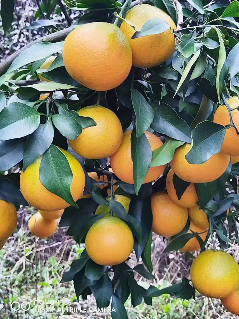 四川爱媛橙一手货源，果子口感好，表皮颜值高，价格美丽，