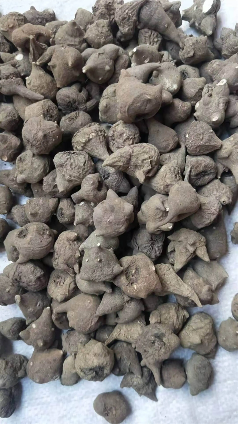 樟丹铅丹黄丹