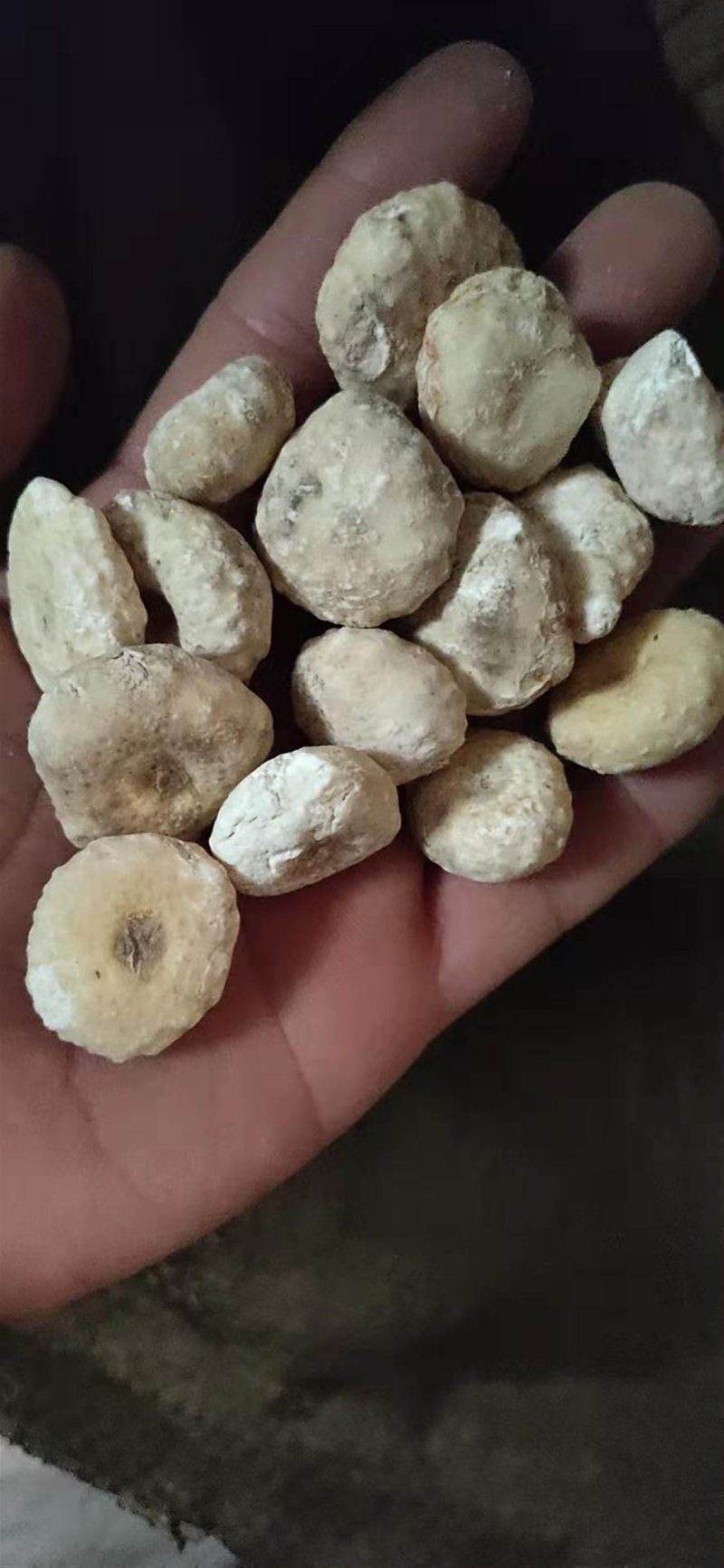 樟丹铅丹黄丹