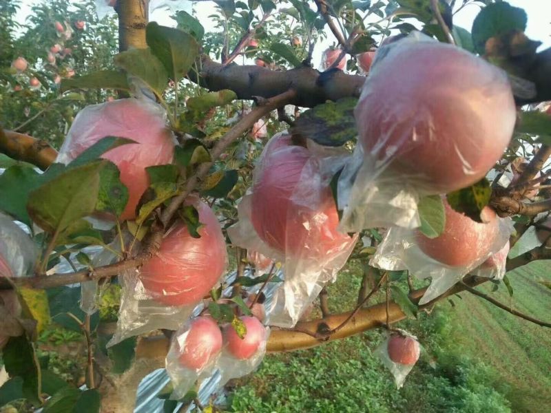 陕西咸阳精品红富士苹果🍎/片红/量大价优/欢迎咨询