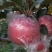 陕西咸阳精品红富士苹果🍎/片红/量大价优/欢迎咨询
