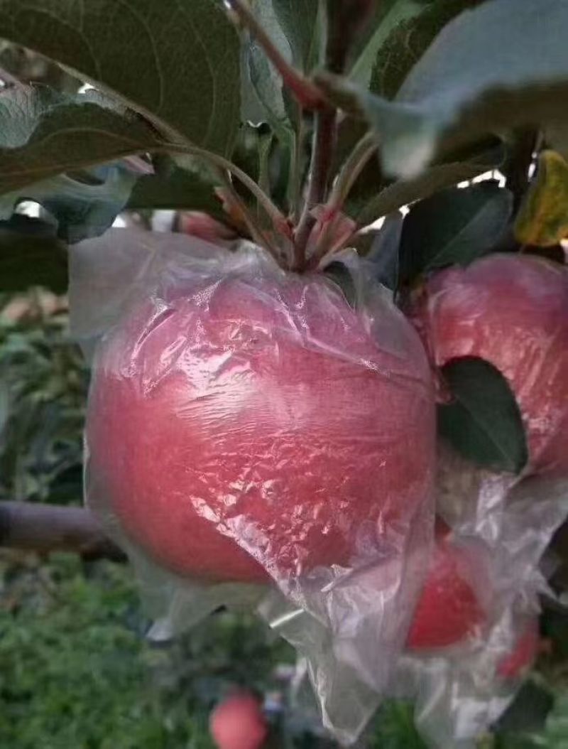 陕西咸阳精品红富士苹果🍎/片红/量大价优/欢迎咨询