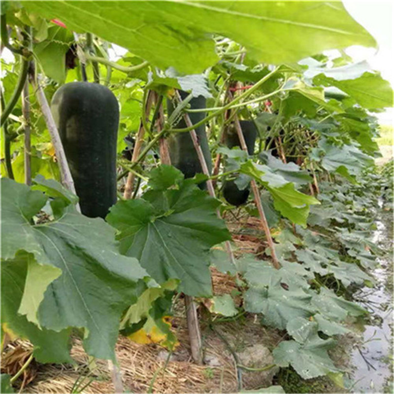黑柱杂交铁心黑皮冬瓜种子887空腔小长柱型