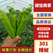 301尖椒，山东基地河南基地广东徐闻基地直发全国各地区，