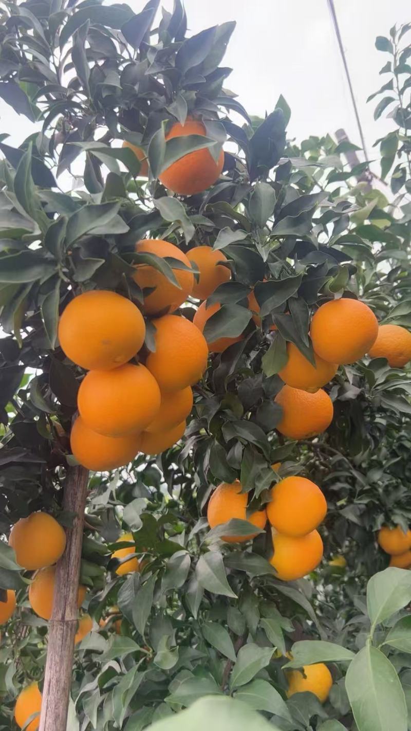 爱媛果冻橙产地一手货源，供市场批发，电商平台，商超团购。