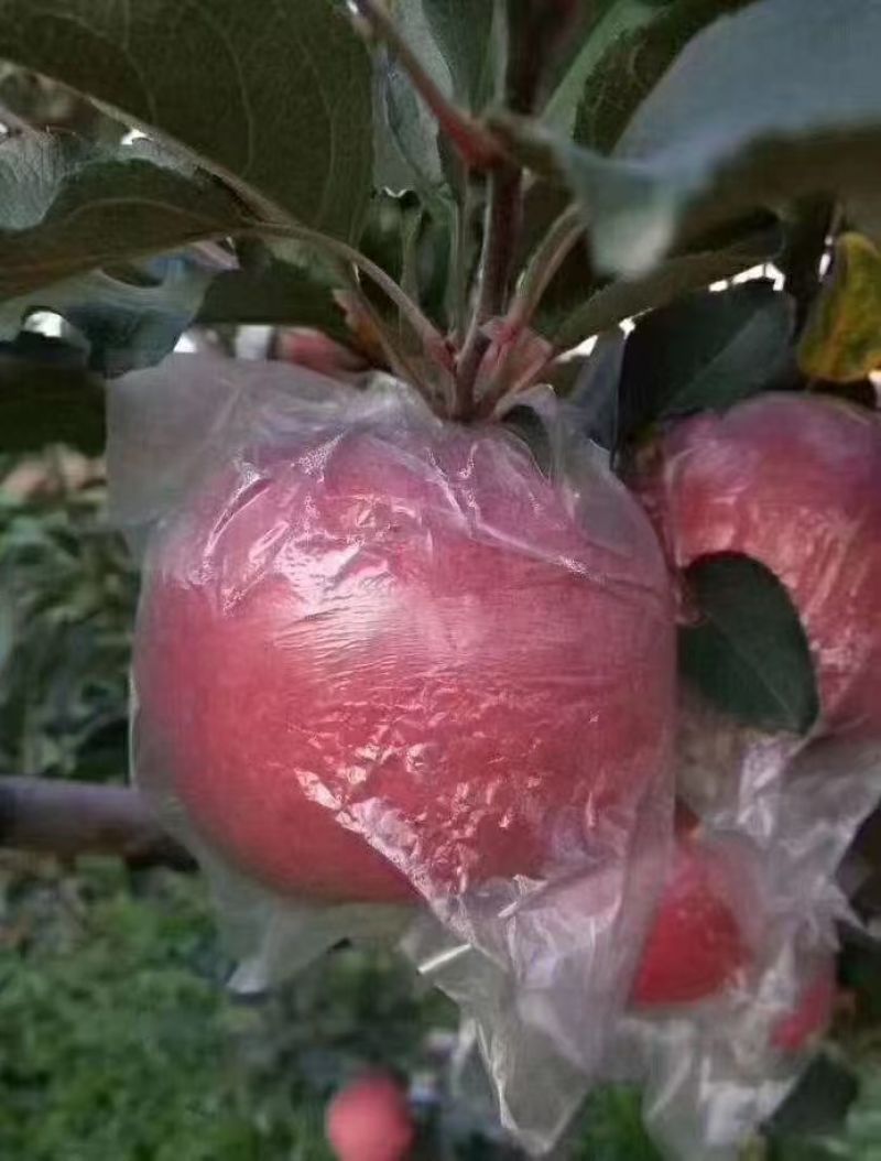 陕西咸阳精品红富士苹果🍎/片红/量大价优/欢迎咨询