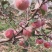 陕西咸阳精品红富士苹果🍎/片红/量大价优/欢迎咨询