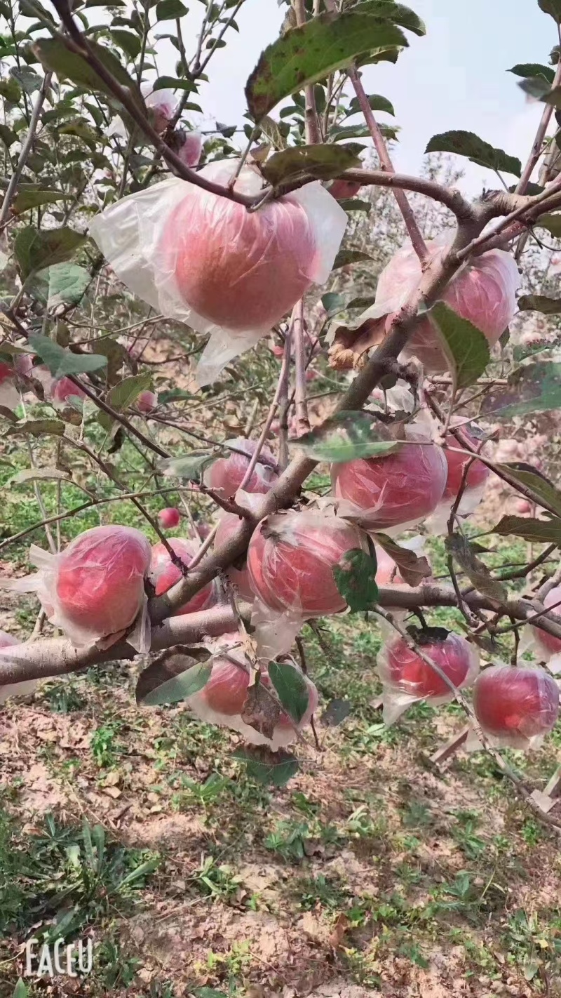 陕西咸阳精品红富士苹果🍎/片红/量大价优/欢迎咨询