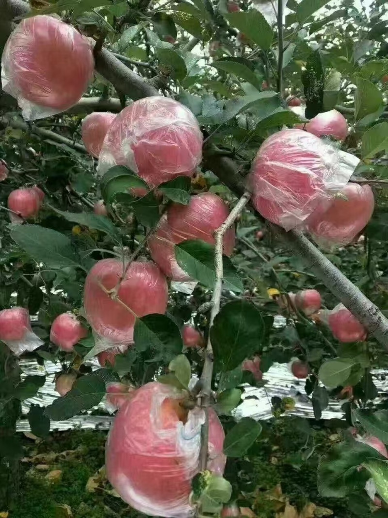 陕西精品红富士苹果🍎/套袋苹果/片红/量大价优/