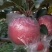 陕西精品红富士苹果🍎/套袋苹果/片红/量大价优/