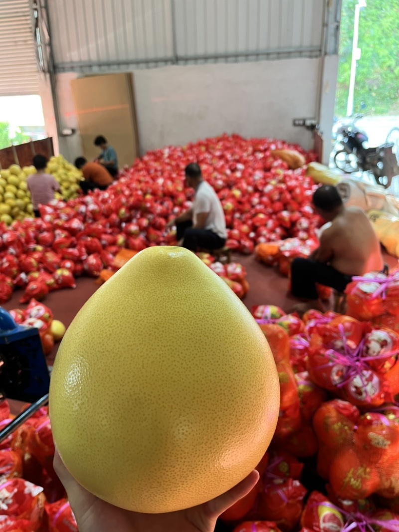 好货推荐福建白心柚产地一手货源现摘现发全国发货