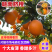 【江西赣南脐橙】赣南脐橙大量供应供应全国市场电商