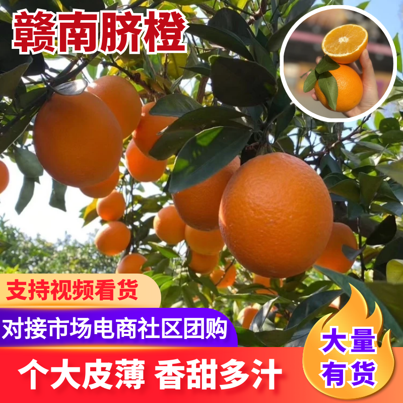 【江西赣南脐橙】赣南脐橙大量供应供应全国市场电商