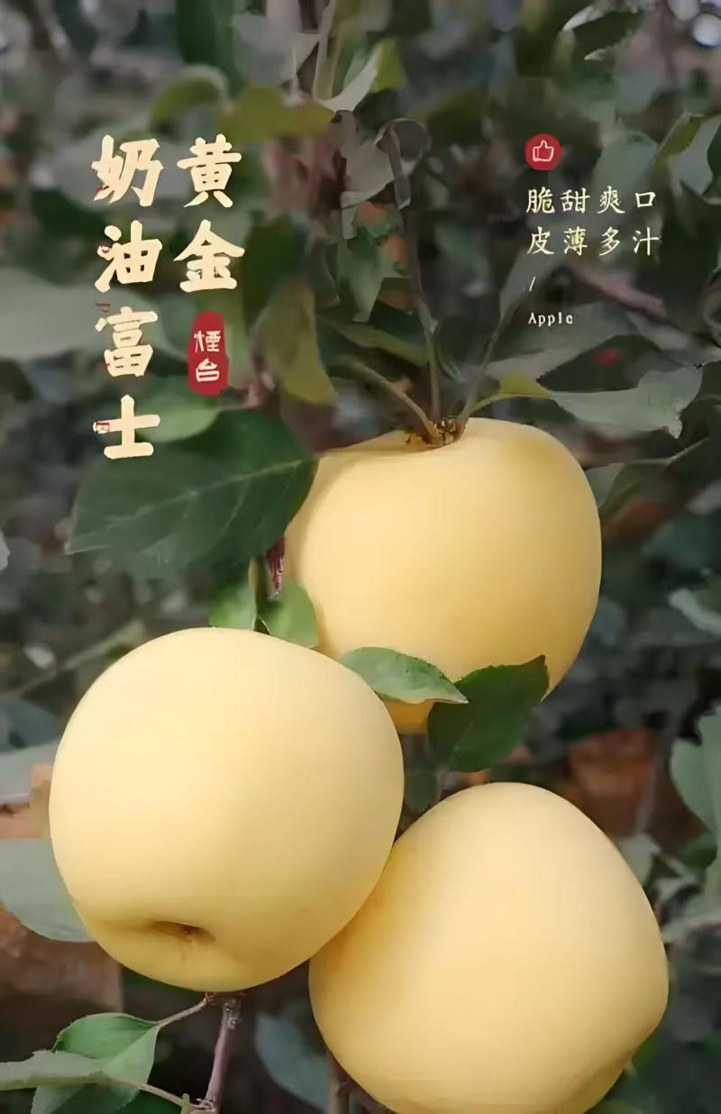 精品栖霞奶油富士货源充足脆甜，量大从优，致电联系
