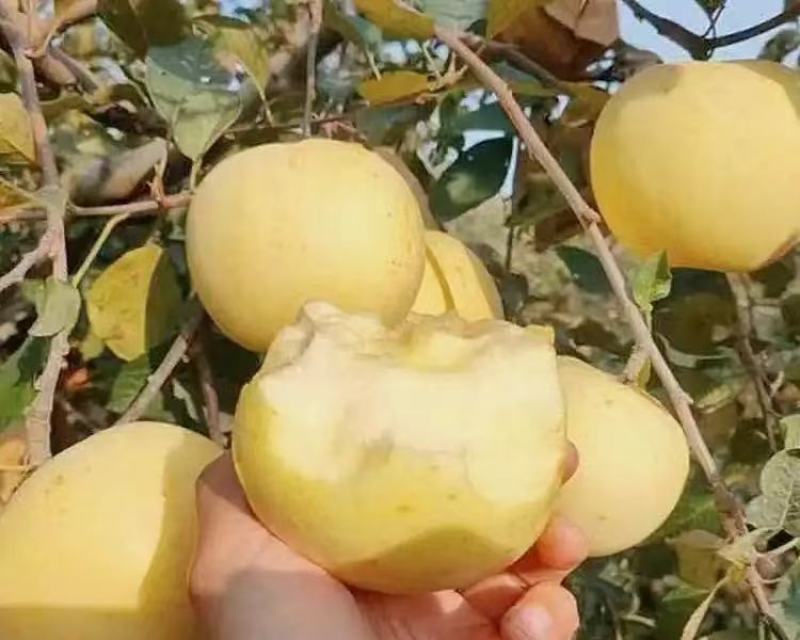 精品栖霞奶油富士货源充足脆甜，量大从优，致电联系