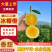 【海量货源】云南冰糖橙基地直供支持视频和实地看货