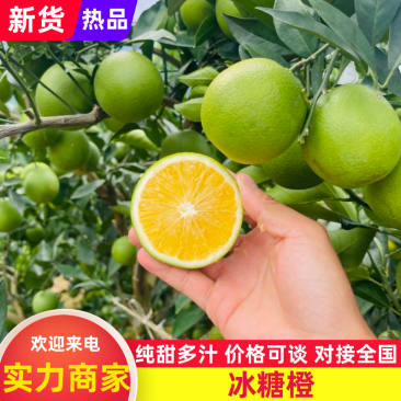 云南冰糖橙皮薄多汁现摘现发供应市场电商商超