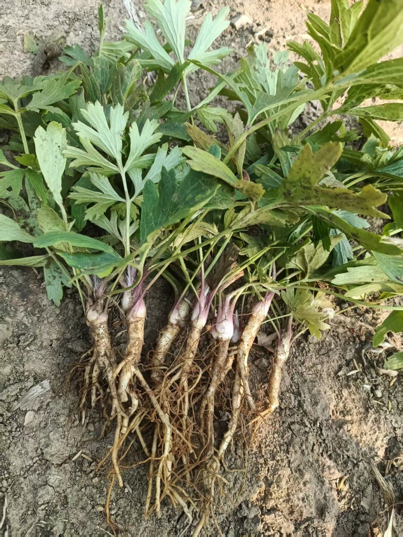 白头翁种苗大量有货产地直发代发全国可视频看货
