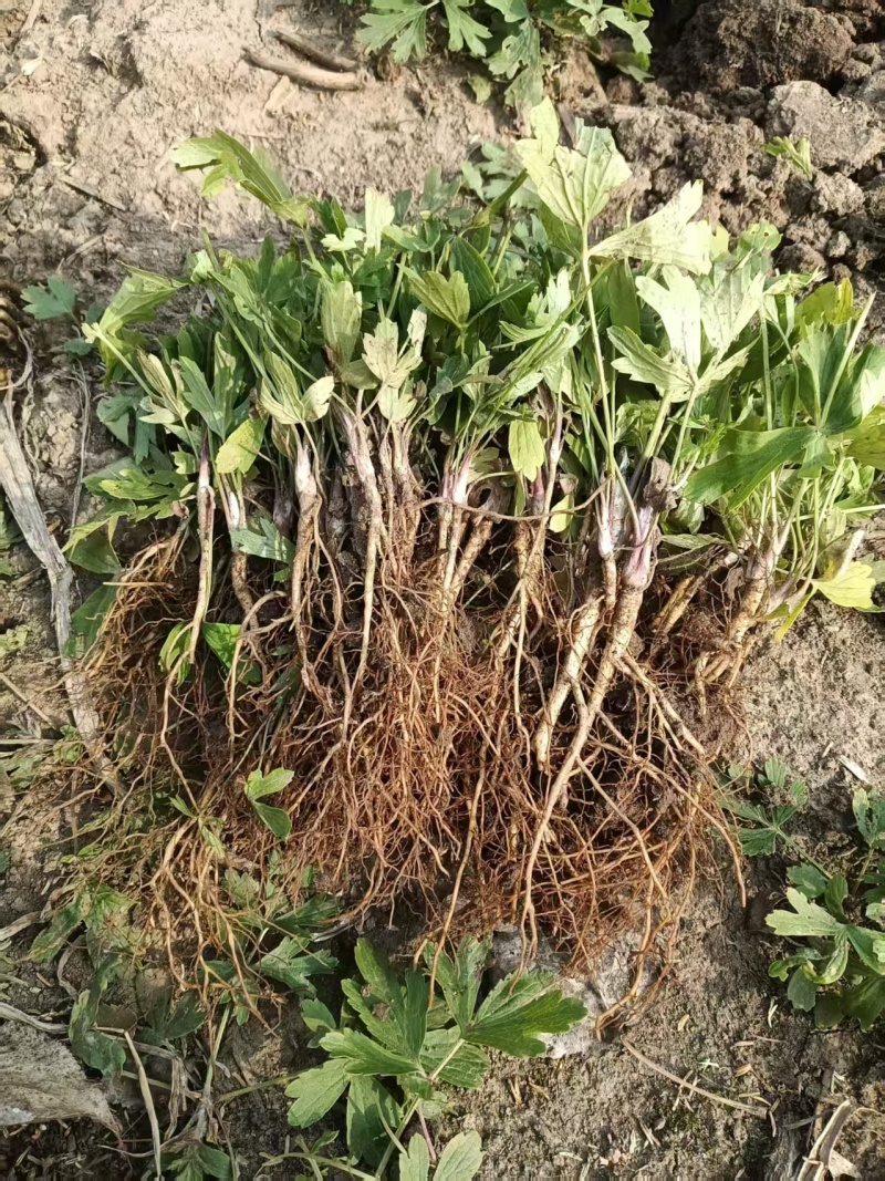 白头翁种苗大量有货产地直发代发全国可视频看货