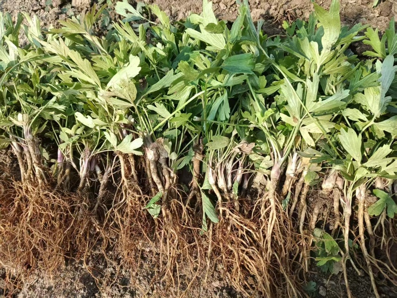 白头翁种苗大量有货产地直发代发全国可视频看货