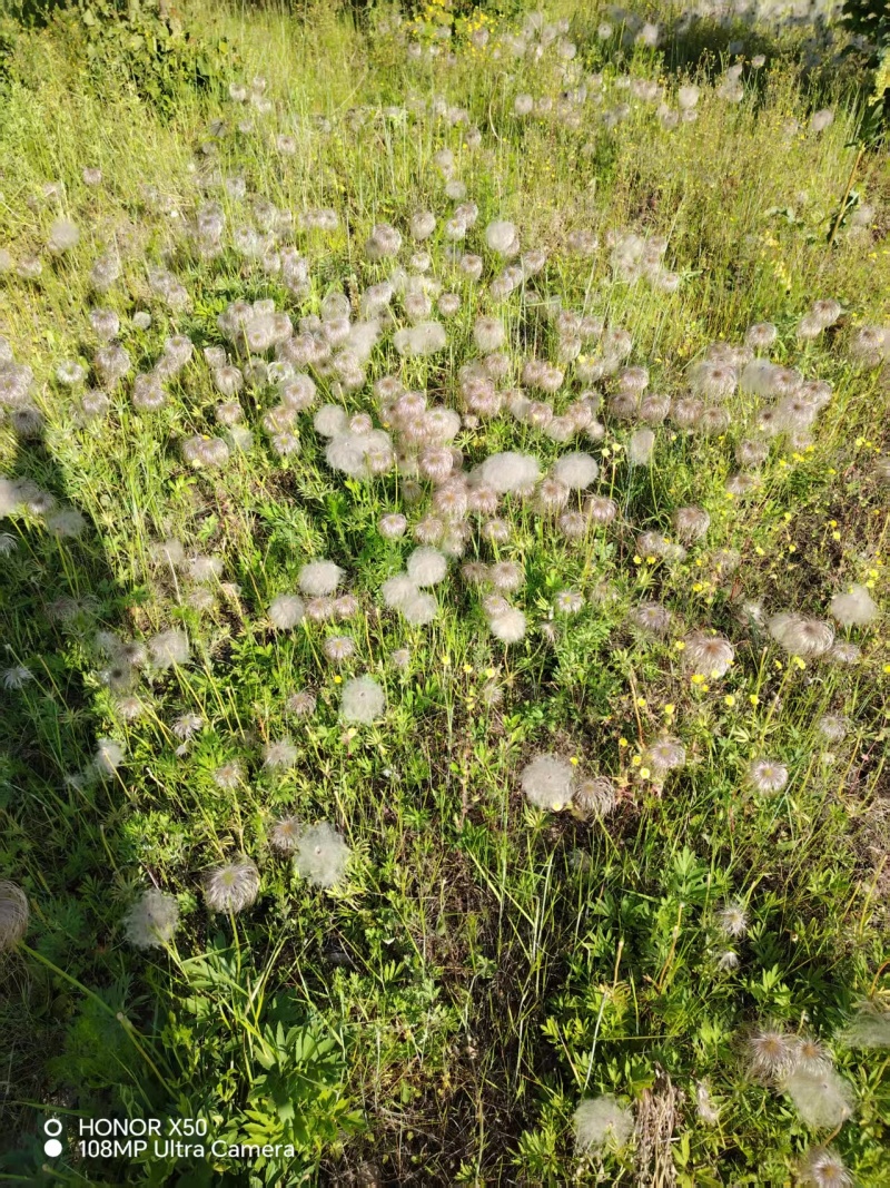 白头翁种苗大量有货产地直发代发全国可视频看货