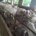 杂交肉羊出售/羊肉/活体羊/杂交羊/陕西养殖户直供