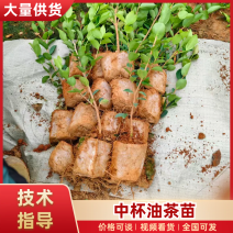基地直供油茶苗量大从优长林系高产嫁接裸根苗