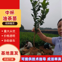 价格可谈量大从优江西油茶苗长林系列2年杯苗30公分以上